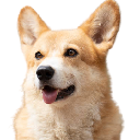 BNB DOG INU Stock