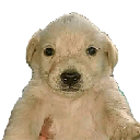 Perro Dinero Aktie