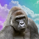 Harambe on Solana Akcija