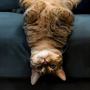 UpSideDownCat Acțiune