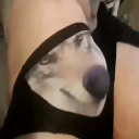 Wolf Wif Stock