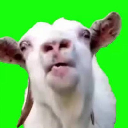 LICKGOAT Acción