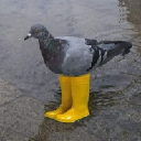 Pigeon In Yellow Boots Azione