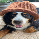DogSwaghat Aktie