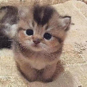 ELON’S CAT Aktie
