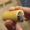 mouse in pasta Aktie
