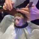 monkeyhaircut Action