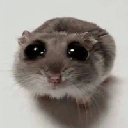 SAD HAMSTER Aktie