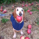 dog with apple in mouth Akcija