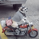 MOTO DOG Akcija