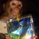 Caprisun Monkey Aktie