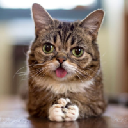 LIL BUB Akcia