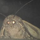 MOTH Acțiune
