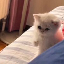 ONE PUNCH CAT Akcija