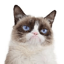 Grumpy Cat (grumpycatspl.com) Azione