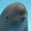 Smiling Dolphin(miharucto.com) Acțiune