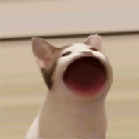 Popcat (ERC) Akcie