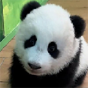 GUANGZHOU ZOO NEW BABY PANDA Stock