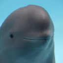 Miharu The Smiling Dolphin Action