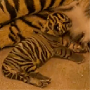 Disney Sumatran Tiger Action