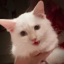 Mr Mayonnaise the Cat Azione