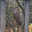 deadstag Stock