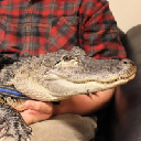 Emotional Support Alligator Azione