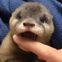 Degen the Otter Aktie