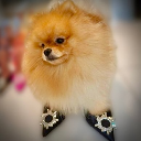 TeddyOnHeels Aktie
