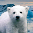 Knut From Zoo Akcija