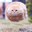 Hover Cat Action