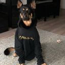 CZ Dog Aktie