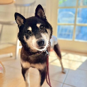 Cocoro (cocorosolana.xyz) Akcija