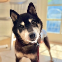 Cocoro (officialcocoro.com) Action