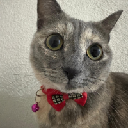 Just Elizabeth Cat Aktsia