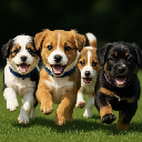 I love puppies Cổ phiếu