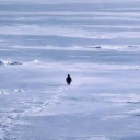 Nietzschean Penguin Akcija