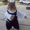 The Dancing Squirrel Stock